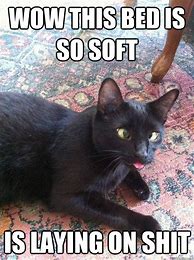 Image result for Derp Cat Meme
