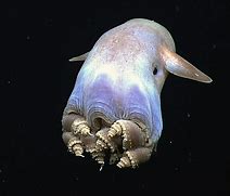 Image result for Octopus Biology