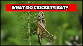 Image result for Edible Crickets