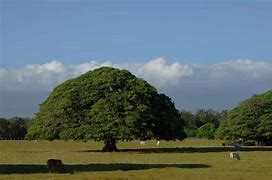 Image result for Braided Trees in Costa Rica