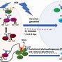 Image result for Nitric oxide