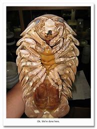 Image result for Bopyrid Isopod