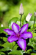 Image result for Pale Cream and Purple Clematis