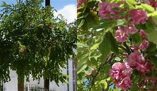 Image result for Acacia Mongrel Rouge