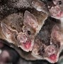 Image result for Vampire Bat Mother and Baby