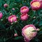 Image result for Paeonia Bowl of Beauty