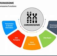 Image result for Genes and Chromosomes Pictures for PowerPoint