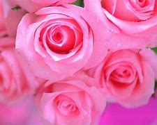 Image result for Beautiful Pink Flowers Wallpaper
