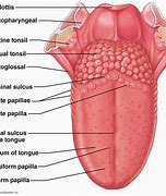 Image result for Tongue Label