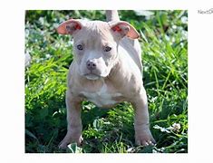 Image result for Female Pit Bull Puppies