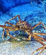 Image result for Japanese Spider Crab Silence Libera