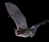 Image result for WWF Bat