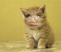 Image result for Funny Face of Cat Edited