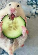 Image result for Funny Animals Cucumber