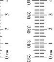 Image result for Ruler with Millimeters Printable