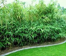 Image result for Pseudosasa japonica