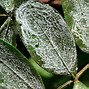 Image result for Allergy Plant Mold