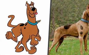 Image result for The IRL Scooby Doo