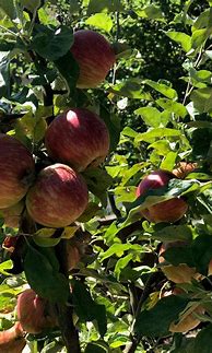 Image result for Apple Cultivars