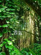 Image result for Jungle Tree Vines