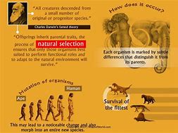 Image result for An Example of a Evolution Poster
