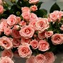 Image result for Beautiful Pink Rose