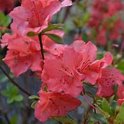 Image result for Rhododendron (AJ) Geisha Orange