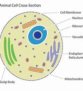 Image result for Basic Animal Cell Drawing