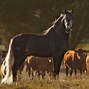 Image result for Lusitano Horse Breed
