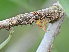 Image result for Thorn Insect