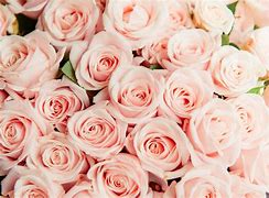 Image result for Tiny Pink Roses Wallpaper