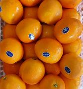 Image result for China Navel Orange