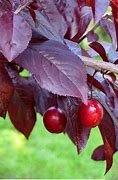 Image result for Cherry Plum Tree Atumn