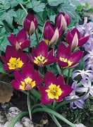 Image result for Tulipa humilis Persian Pearl