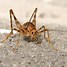 Image result for Large Black Cricket