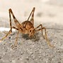 Image result for Live Cave Crickets for Sale