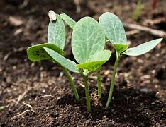 Image result for Summer Squash Seedlings