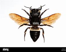 Image result for Megachile Pluto vs Giant Hornet