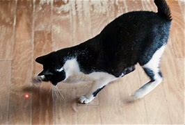 Image result for Cat Chasing Red Dot