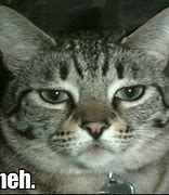 Image result for Funny Cat Meh