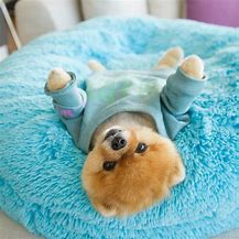 Image result for Jiff Pom Puppies