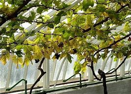 Image result for Greenhouse Grapes