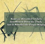 Image result for Sounds Like Crickets