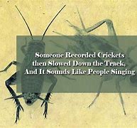 Image result for Sounds Like Crickets