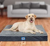 Image result for Best Gel Dog Beds Cool