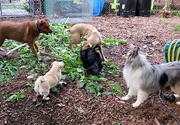 Image result for Dog with Big Zoo