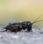 Image result for Field Cricket Insect