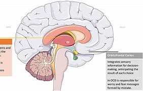 Image result for OCD Brain Structure