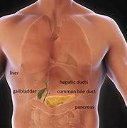 Image result for A Gallbladder