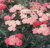 Image result for ACHILLEA APRICOT BEAUTY